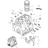 Kruciec spustowy (V836664377)